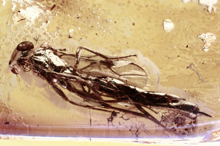 Detailed Fossil Ichneumon Wasp (Ichneumonidae) In Baltic Amber #330611